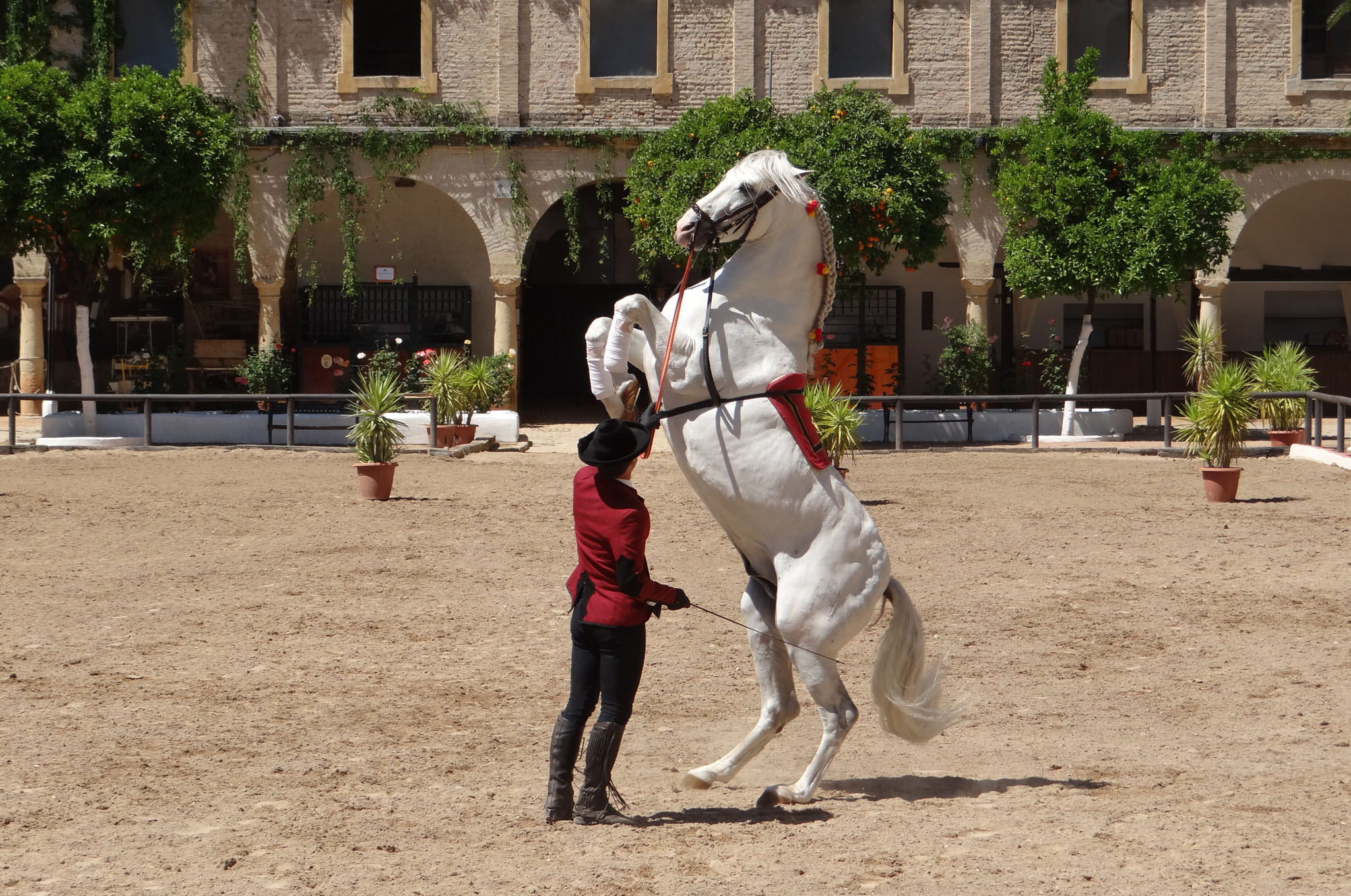 Jerez The Dance of Horses