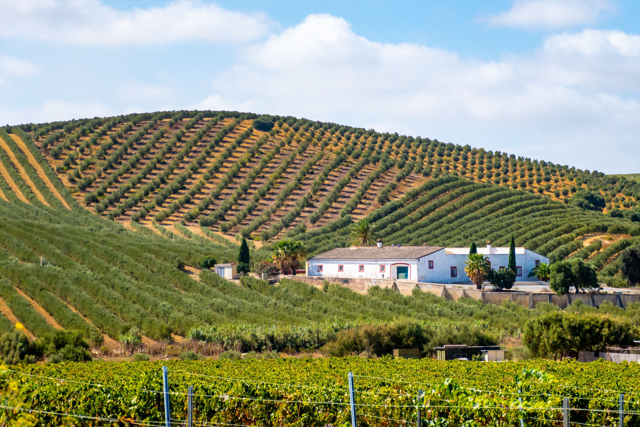 Discovering the World of Sherry Wine. Discover the Landscapes & Origins